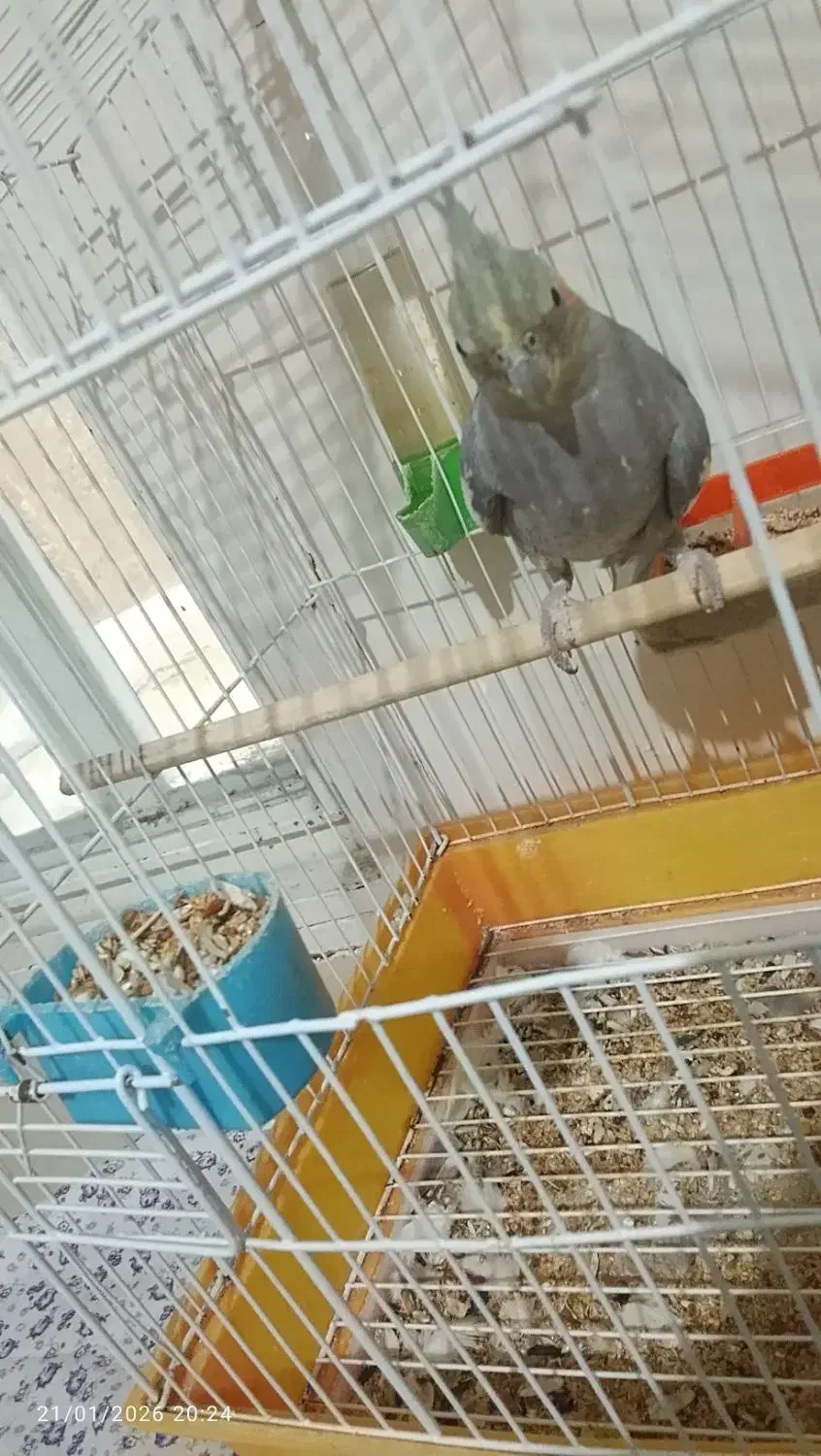 فروش عروس هلندی|پرنده|صومعه‌سرا, |دیوار