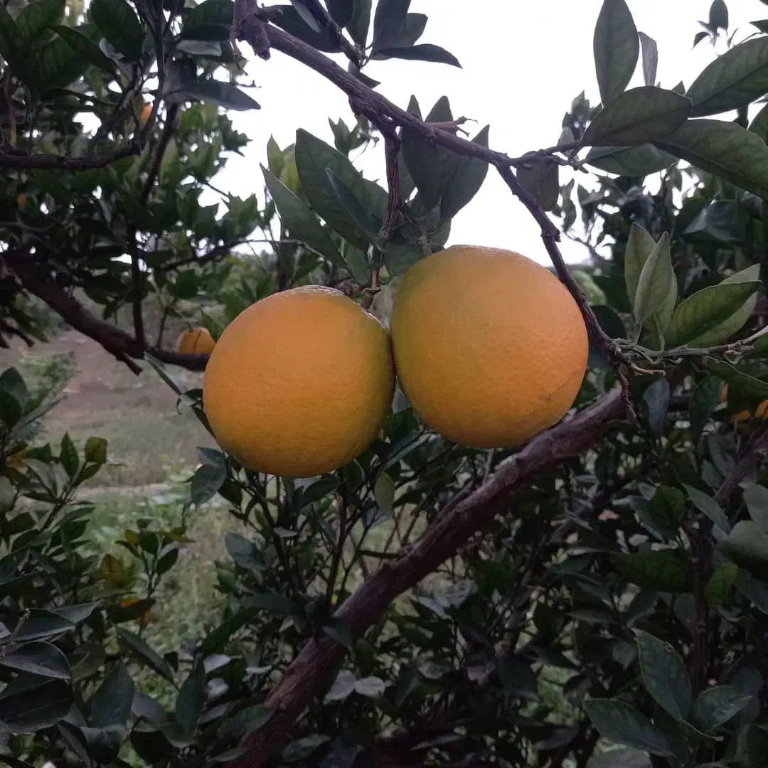 فروش میوه تامسون هر۲تن سردرختی تازه اسناندارد|خوردنی و آشامیدنی|ساری, |دیوار