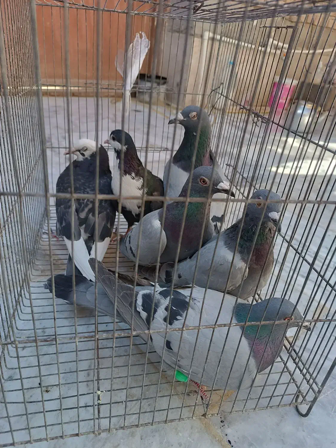 کبوتر سبز|پرنده|زابل, |دیوار