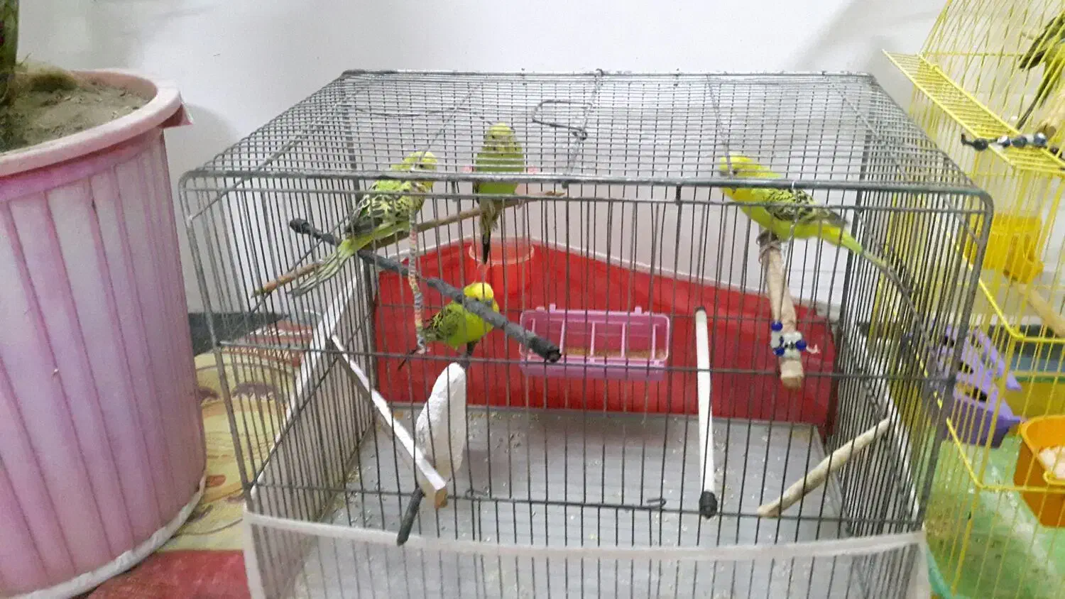 مرع عشق|پرنده|خوی, |دیوار