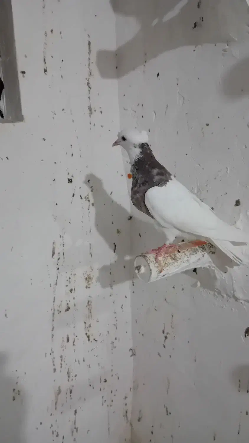 پرنده|پرنده|رامیان, |دیوار