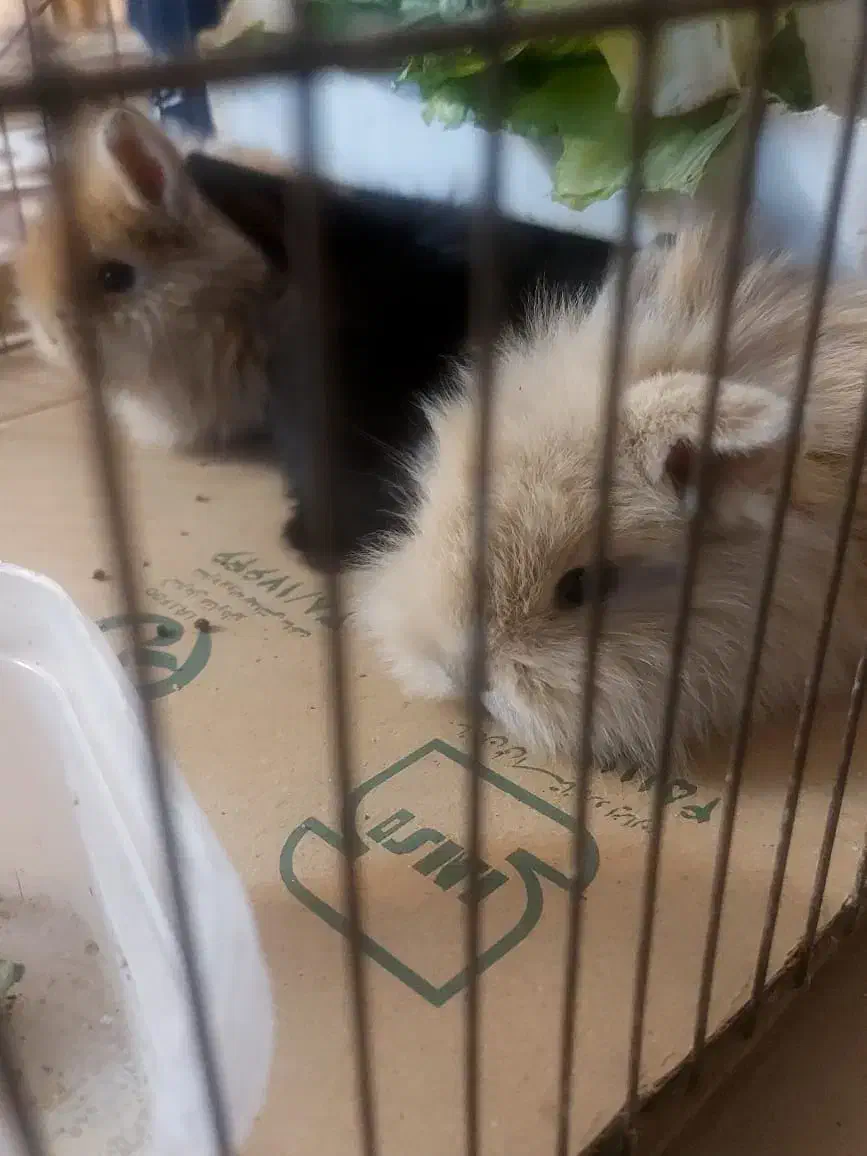 بچه خرگوش لپ|موش و خرگوش|اصفهان, ارداجی|دیوار