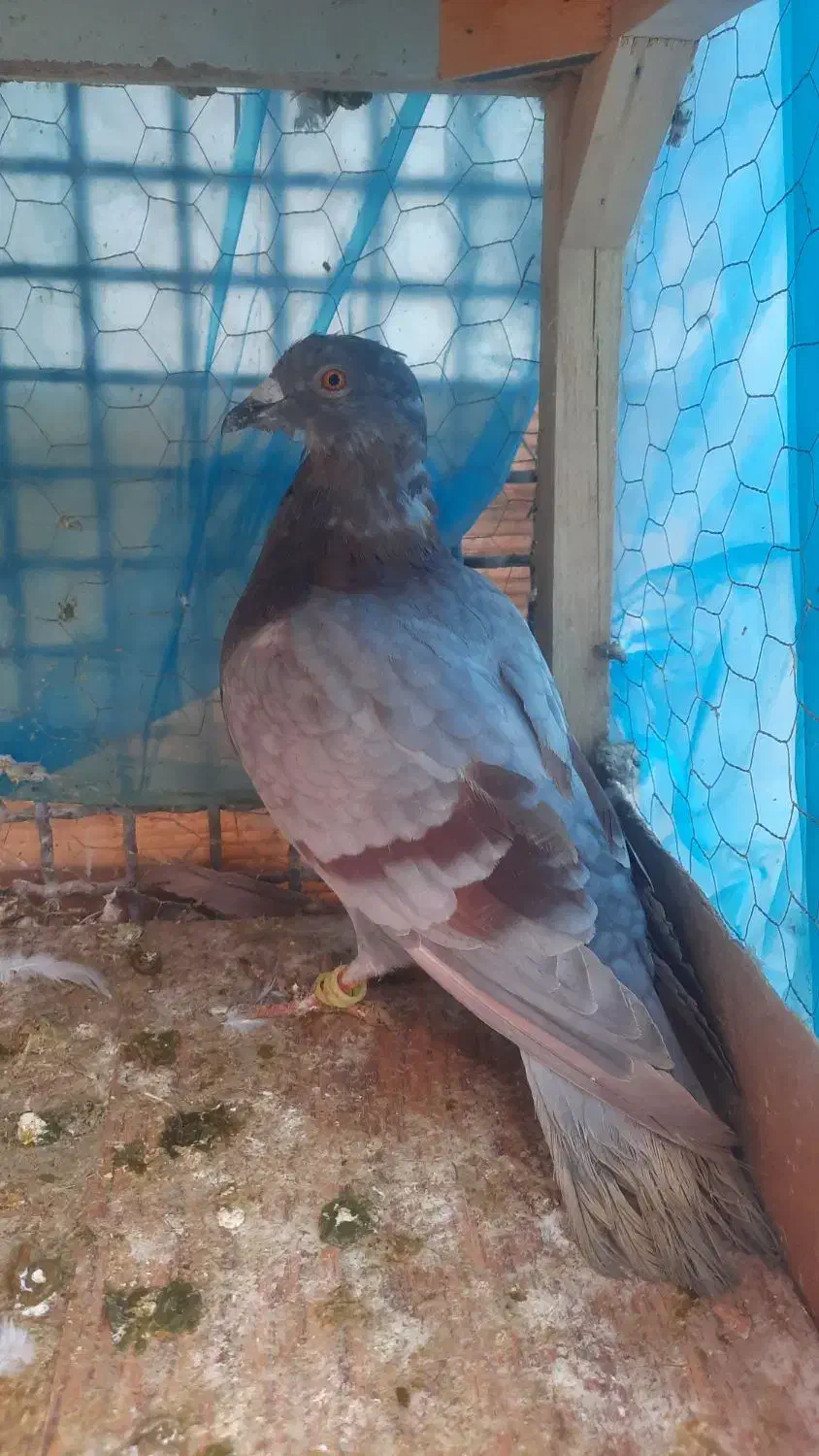 کفتر صید سبز و اوغون جونه نر|پرنده|مشهد, نیزه|دیوار