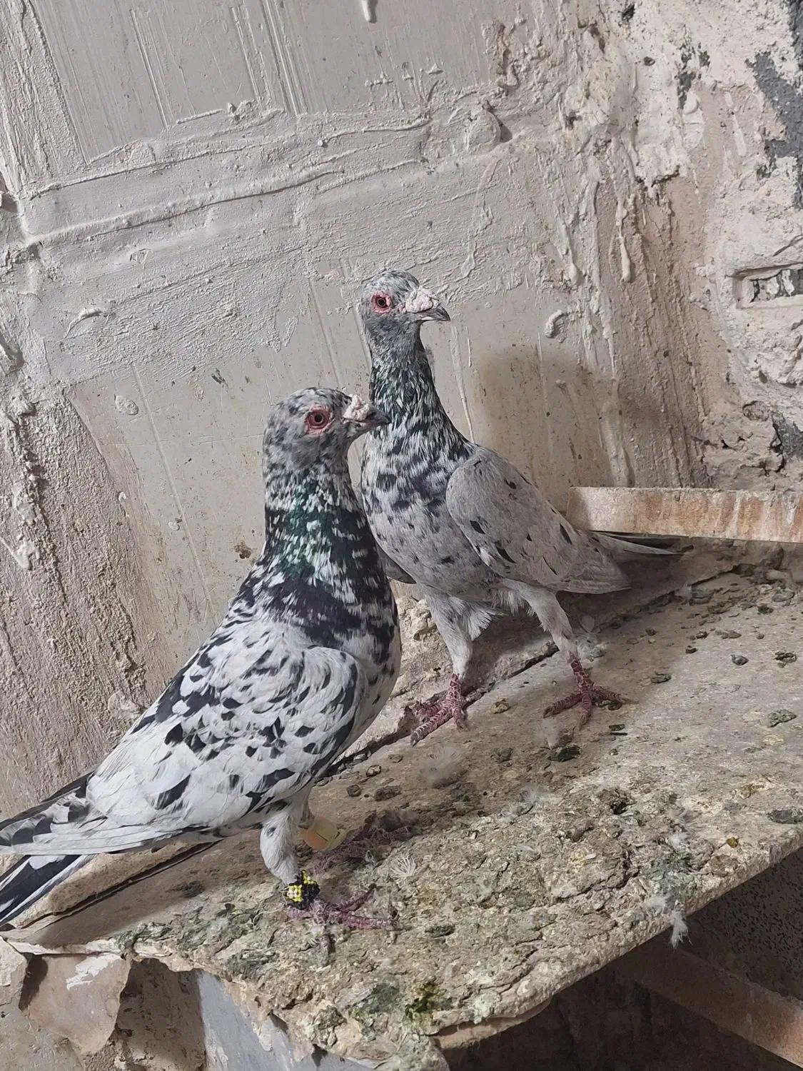 کفتر سار|پرنده|تربت‌حیدریه, پائین ولایت|دیوار