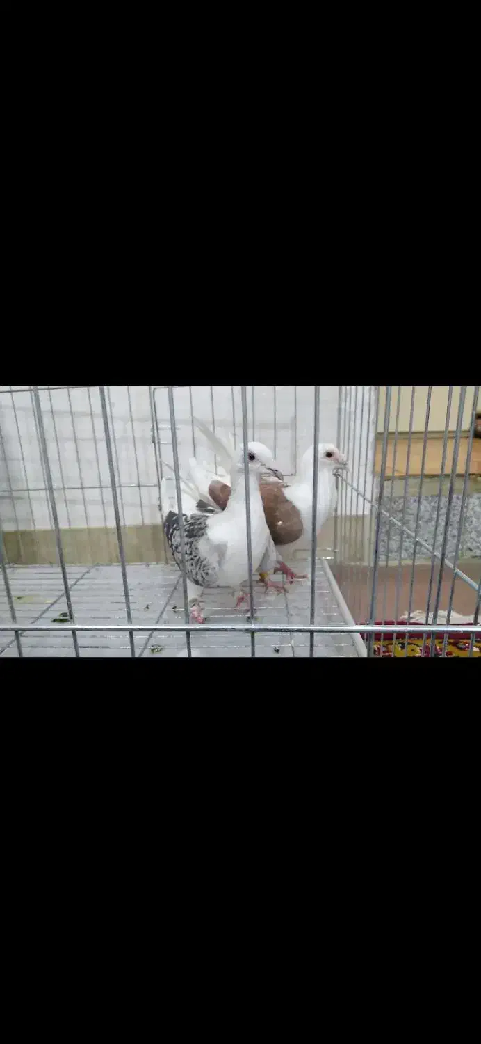 کبوتر نر وماده دوکت المانی|پرنده|بروجرد, |دیوار