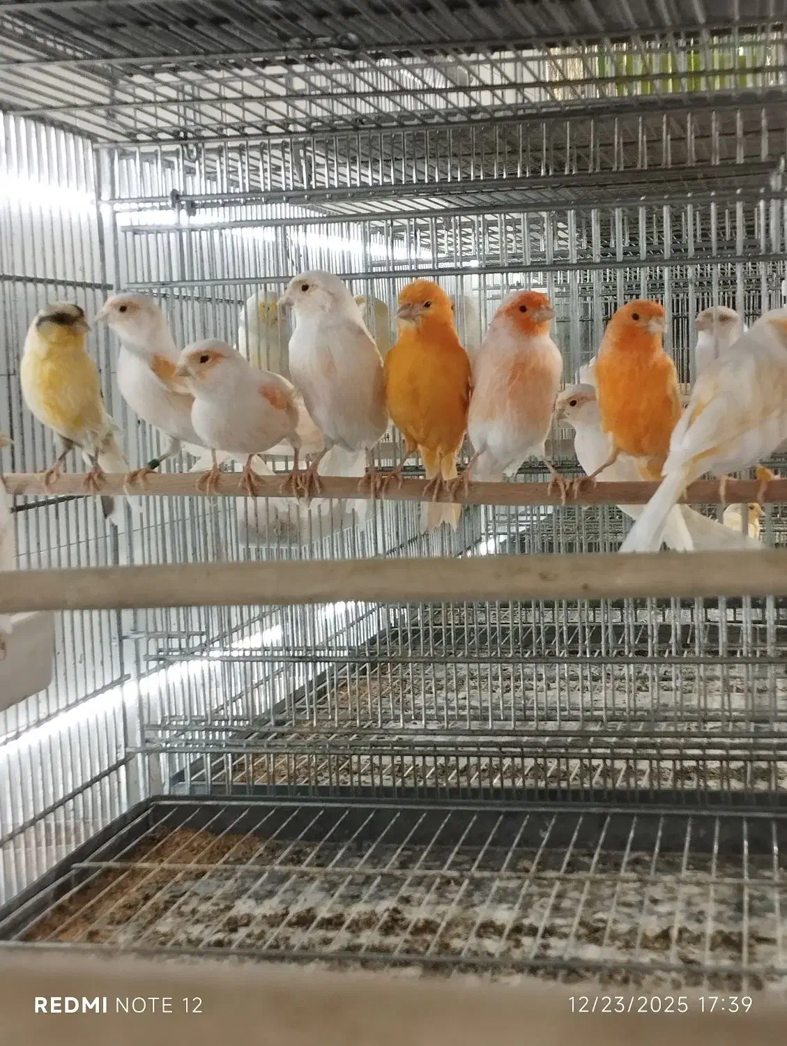 قناری|پرنده|اسکو, |دیوار