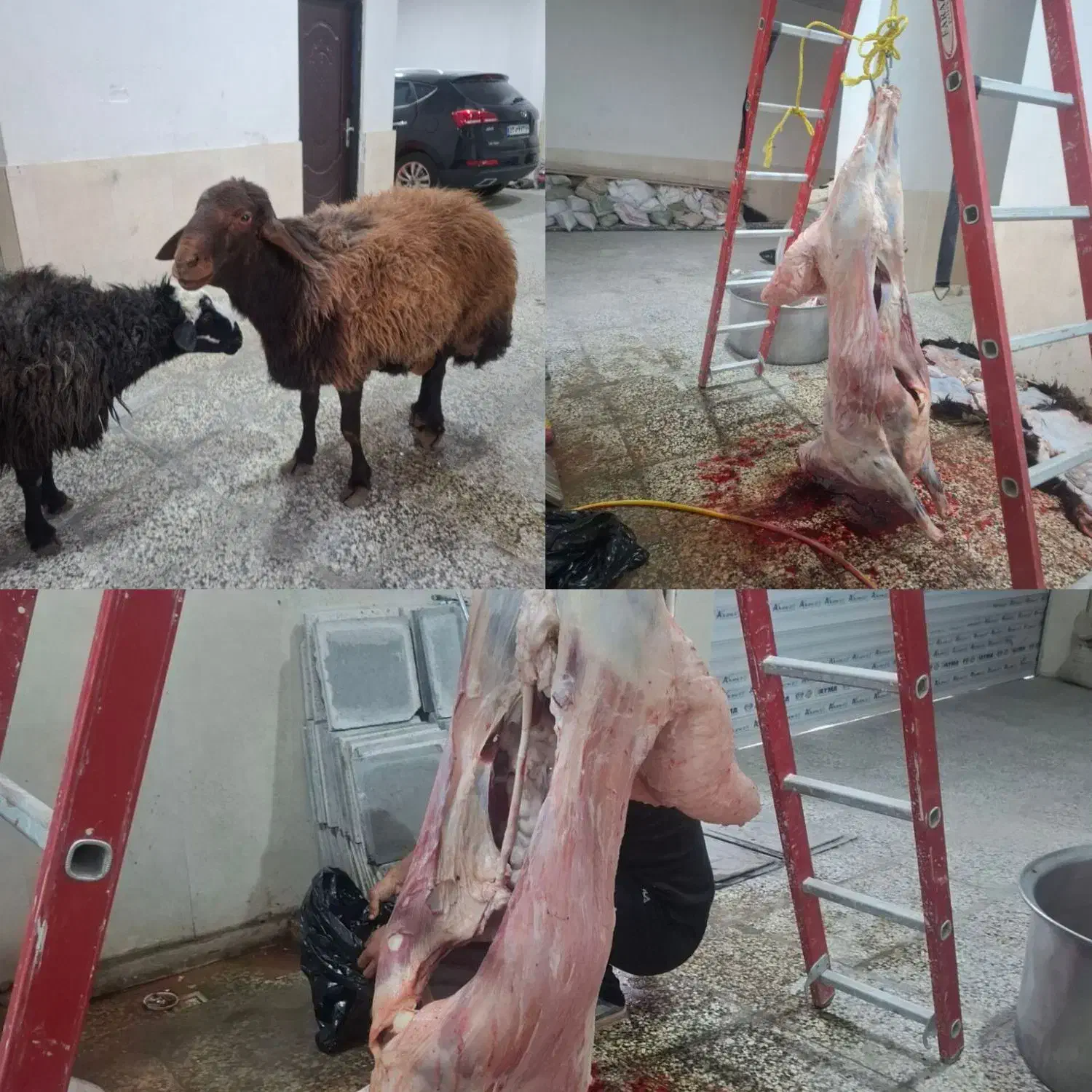 عشایری پرواری گوشت لذیذ وخوش طعم گوسفند زنده|حیوانات مزرعه|مشهد, نوید|دیوار