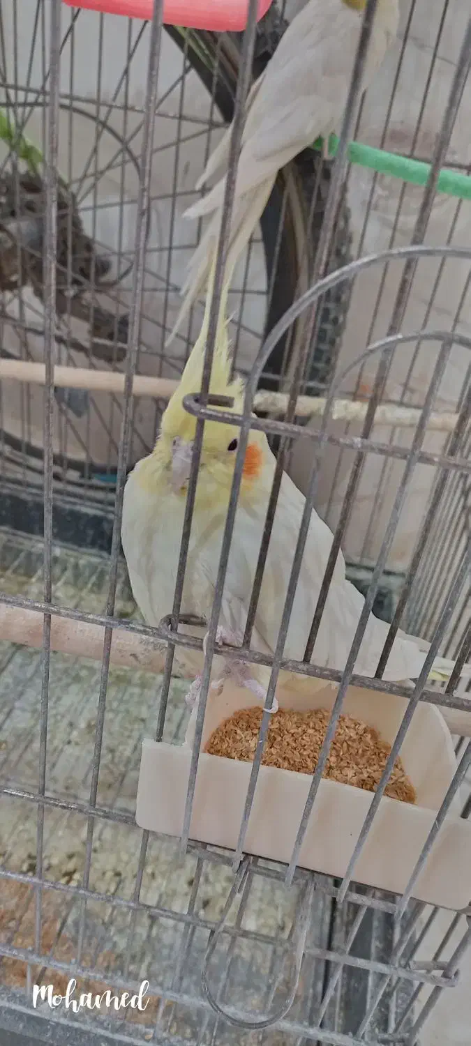 عروس هلندی|پرنده|تاکستان, |دیوار