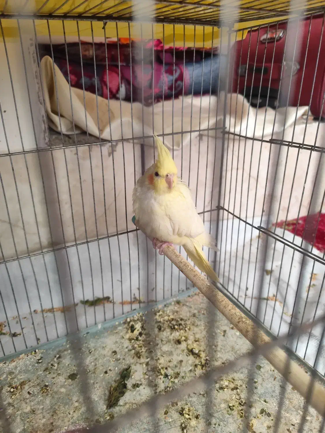 عروس هلندی|پرنده|داراب, |دیوار