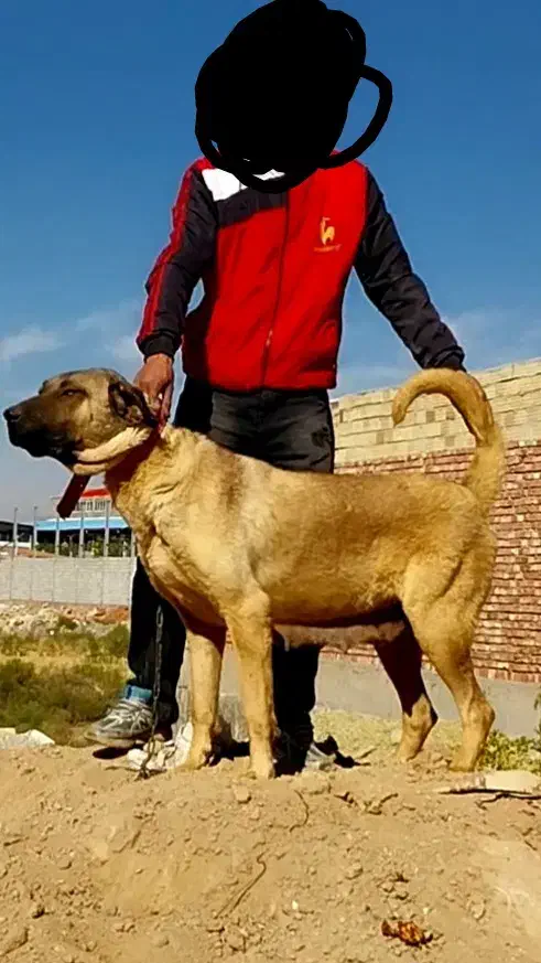 سگ ماده عراقی اصیل|سگ|صوفیان, |دیوار