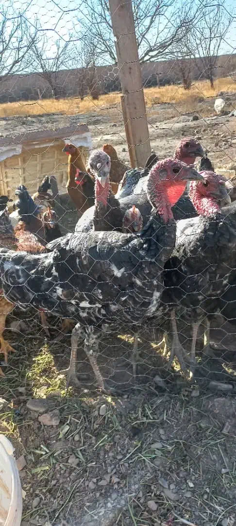 ۵عدد بوقلمون ۸ماهه|حیوانات مزرعه|نیشابور, شهرک اردسمان|دیوار