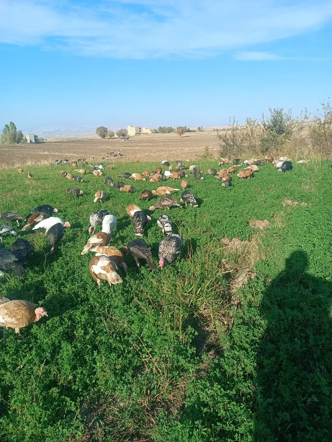 فروش بوقلمون زنده|حیوانات مزرعه|قصابه, |دیوار