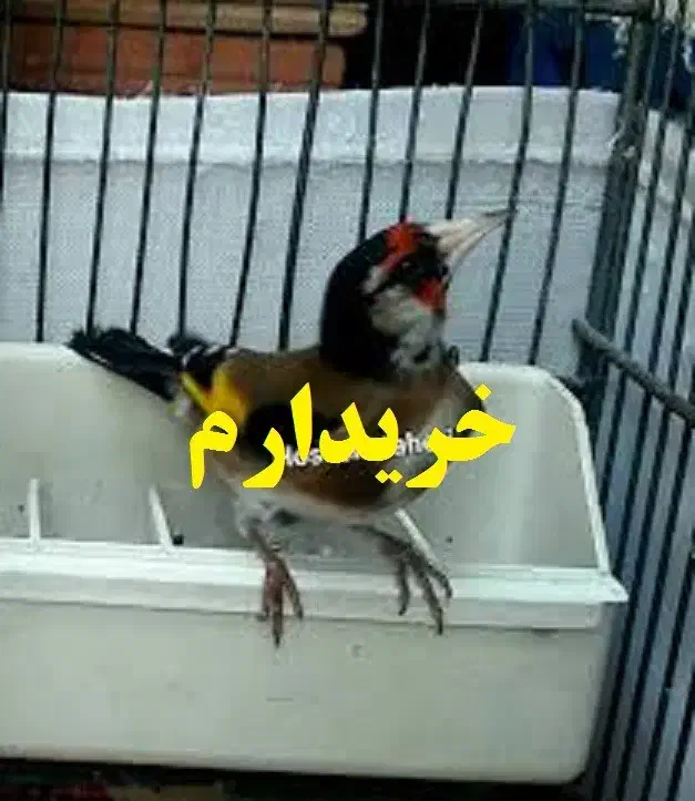 سهره|پرنده|زنجان, |دیوار