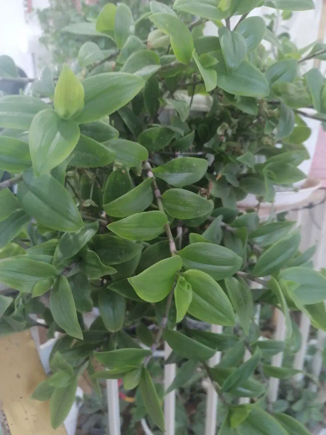 گل طبیعی وسرحال۱۰۰|گل و گیاه طبیعی|بروجرد, |دیوار