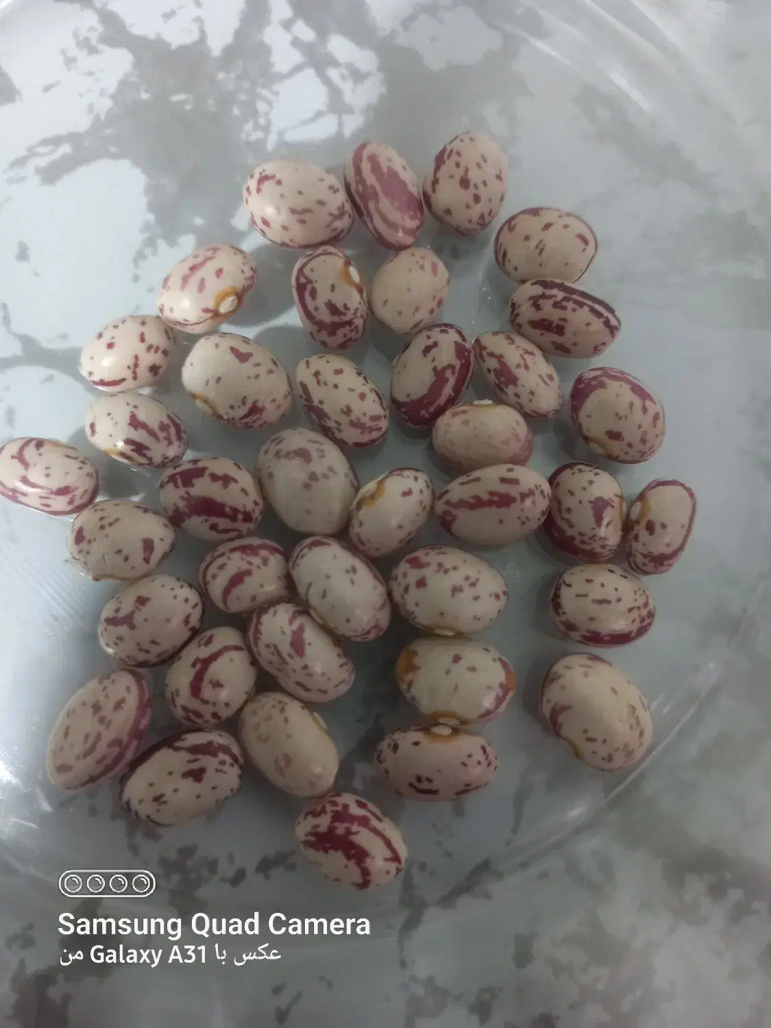 لوبیا چیتی|خوردنی و آشامیدنی|داران, |دیوار