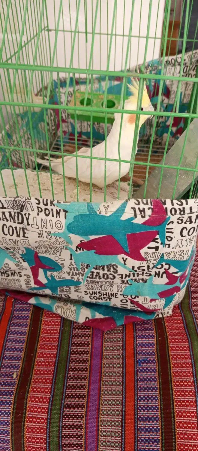 عروس هلندی|پرنده|لردگان, |دیوار