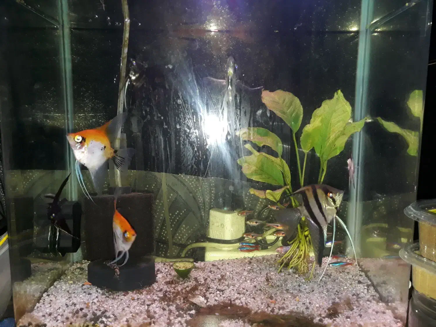 فروشی تعدادی ماهی|ماهی|رشت, کاکتوس|دیوار