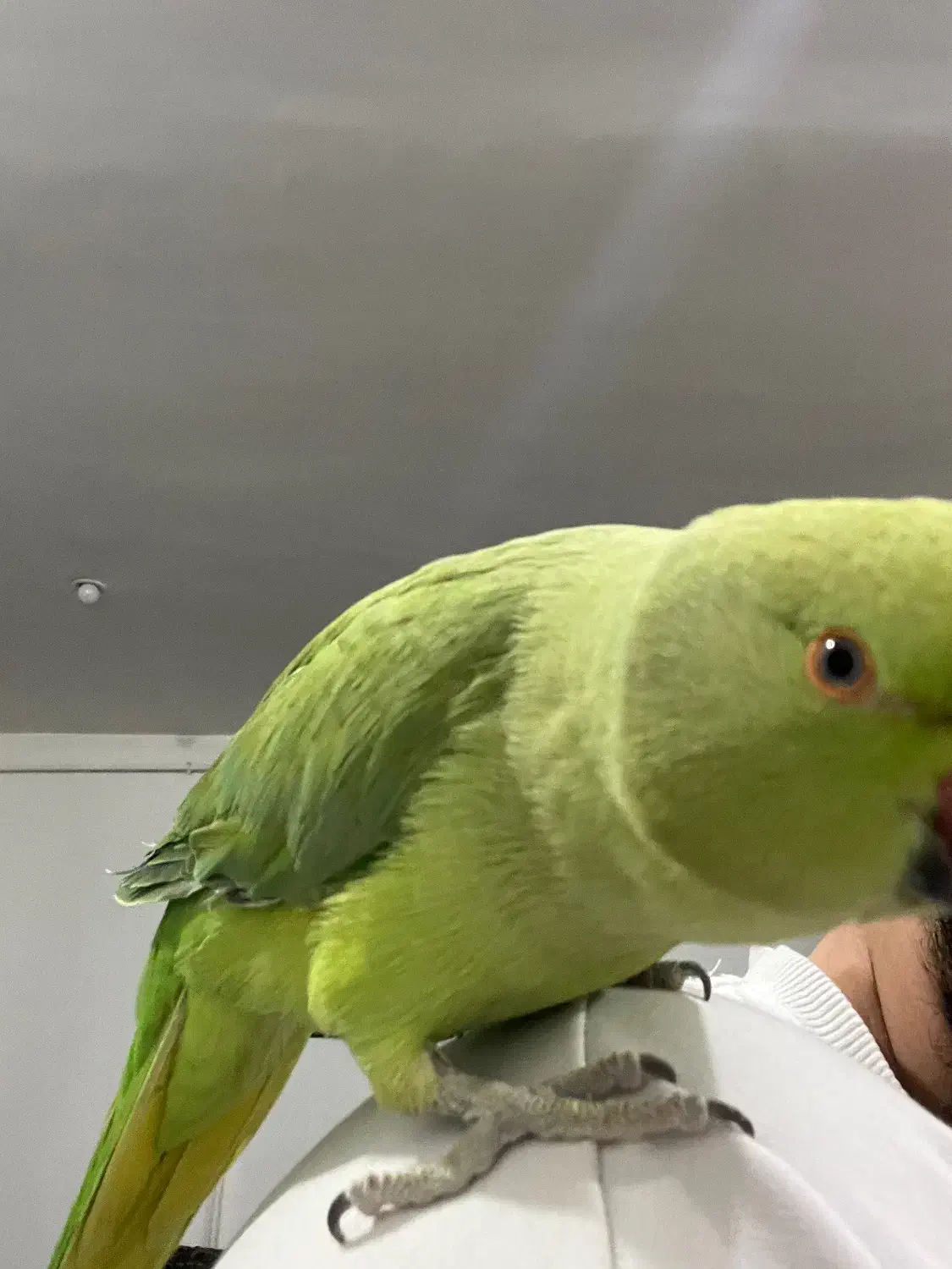 طوطی ملنگو رام|پرنده|مریوان, |دیوار