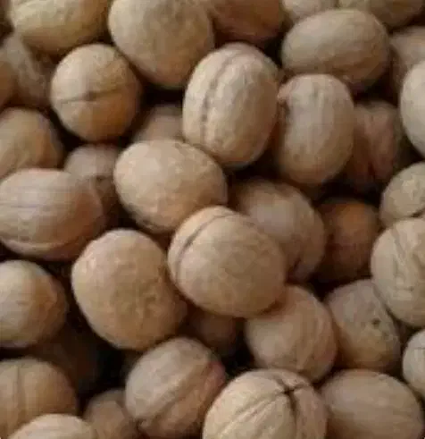 گردو|خوردنی و آشامیدنی|شیراز, جانبازان|دیوار