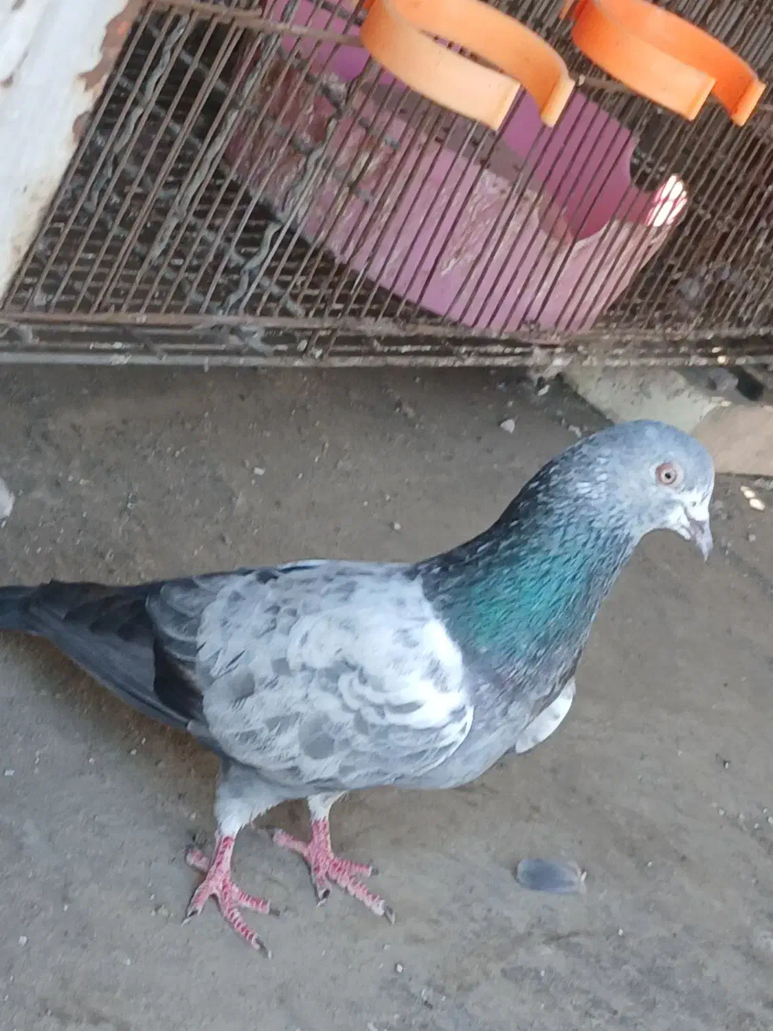 جفت عالی به شرط پرش|پرنده|بندرعباس, |دیوار