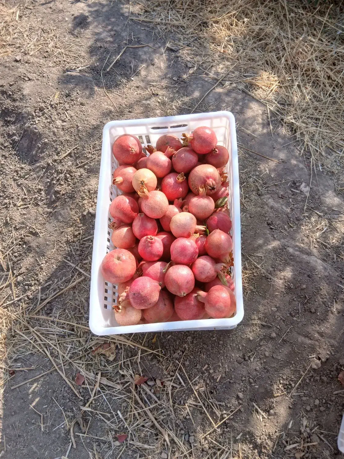 انار موجود است|خوردنی و آشامیدنی|کوهنانی, |دیوار