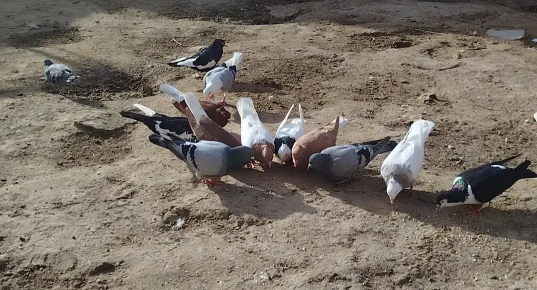 شوشتر|پرنده|شوشتر, |دیوار