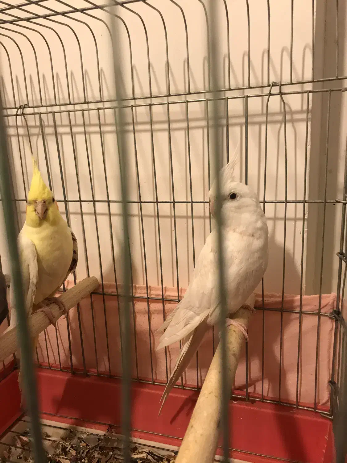 فروش عروس هلندی|پرنده|بندرعباس, |دیوار