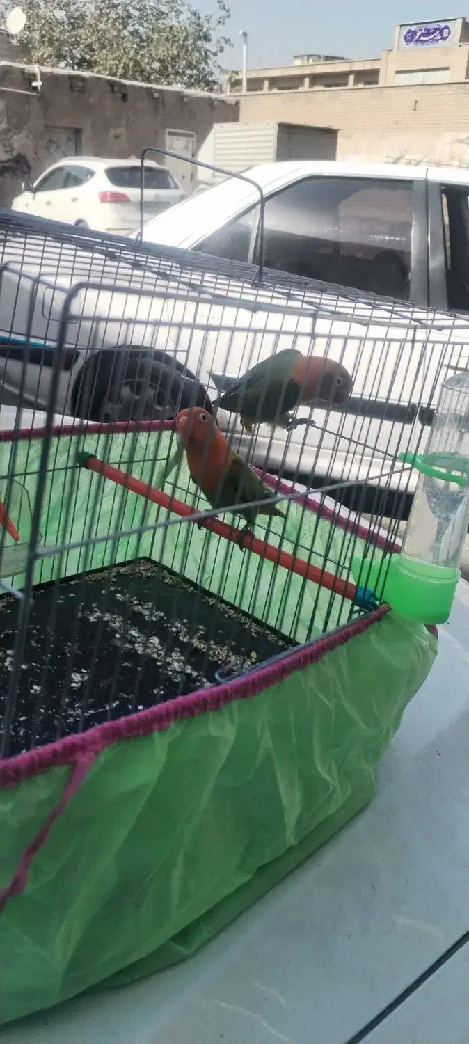 طوطی برزیلی اوپال|پرنده|فردیس, شهرک شهید حسینی|دیوار