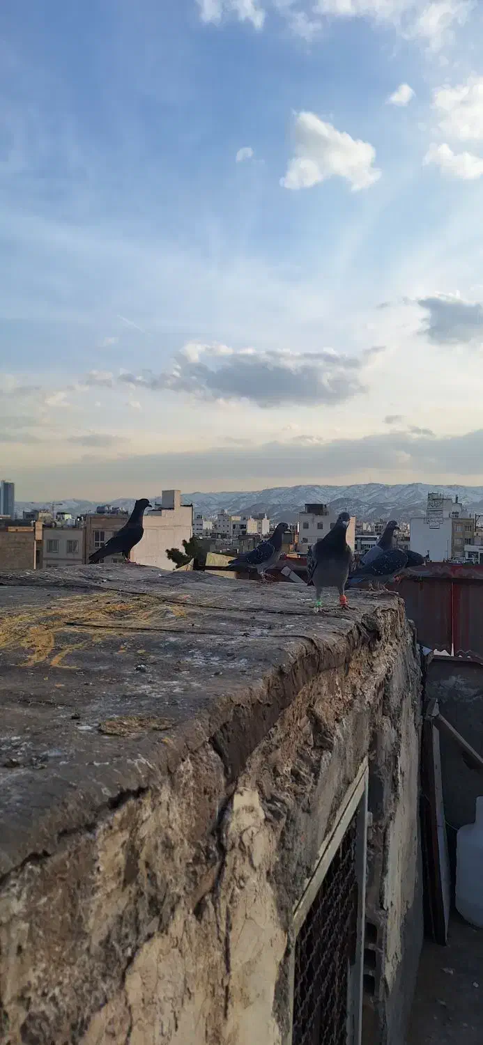 کبوتر بومب|پرنده|مشهد, تربیت (صدف)|دیوار