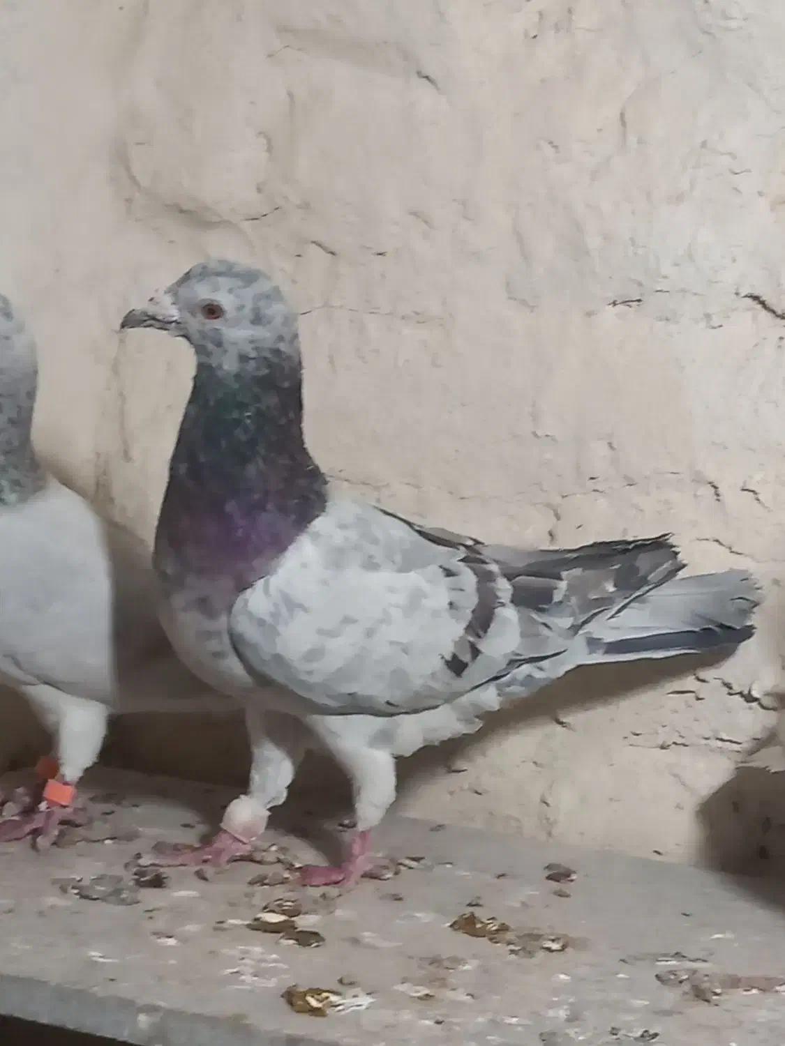 جفت نر سار سبز ماده سار زرد|پرنده|بیرجند, |دیوار