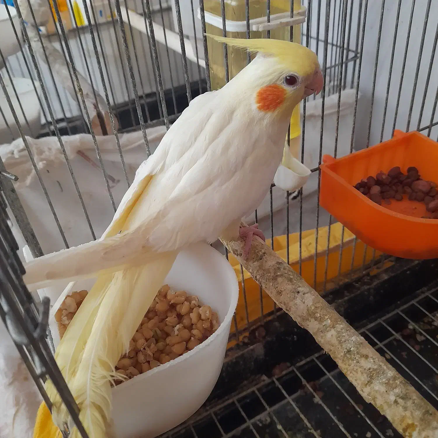 جوجه عروس هلندی|پرنده|تهران, دهم فروردین|دیوار