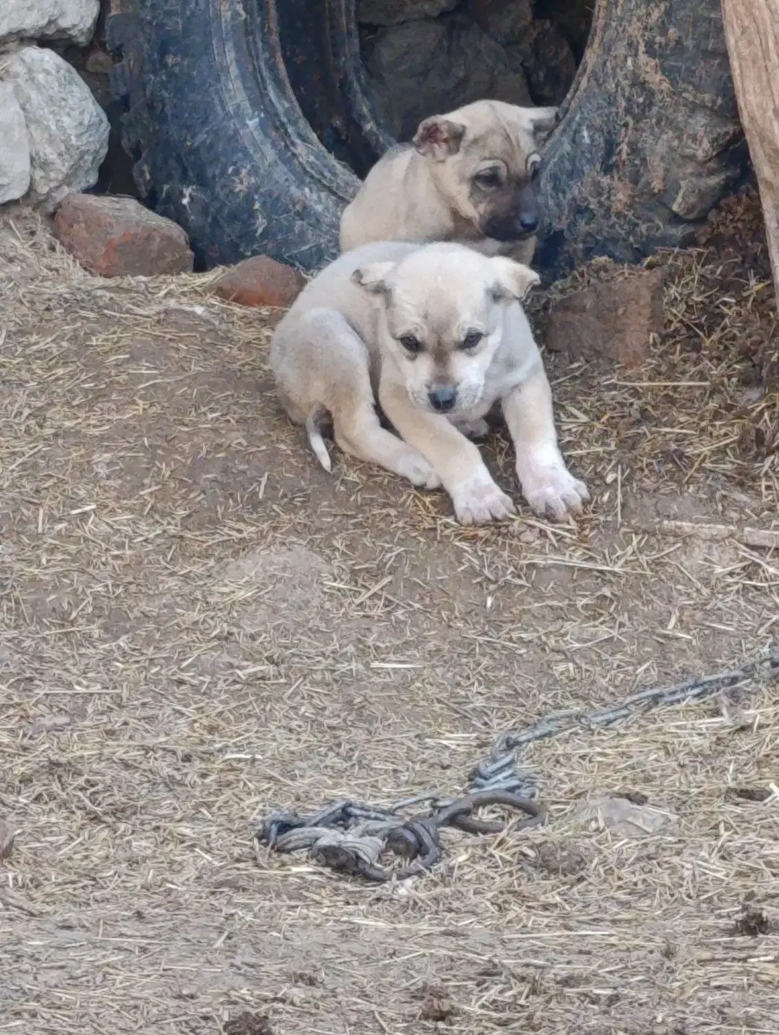 واگزاری نرو ماده|سگ|مهربان, |دیوار