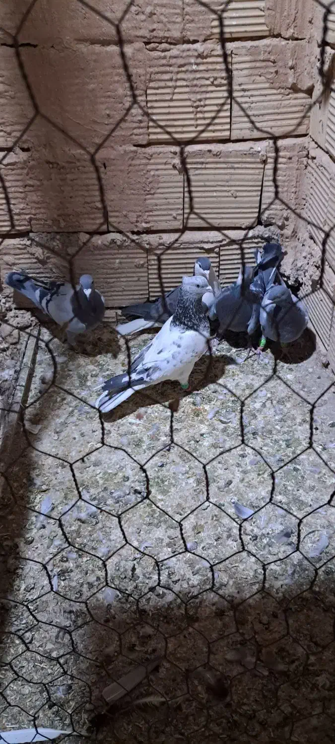 پنج عدد کبوتر تایباد|پرنده|تایباد, |دیوار