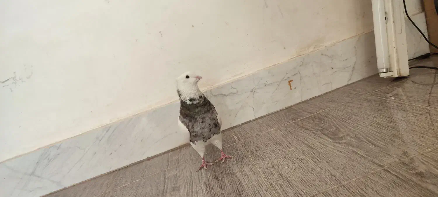 طوق الماسی نر|پرنده|کرمانشاه, |دیوار