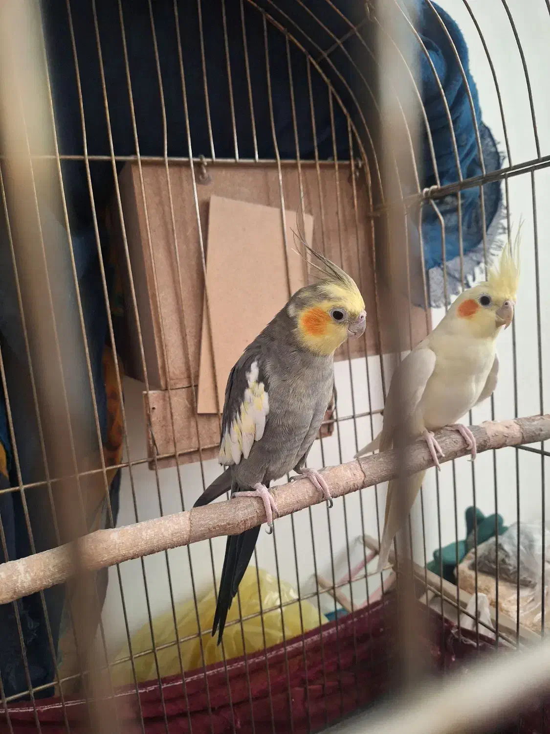 یک جفت عروس هلندی مولد|پرنده|پاکدشت, پاکدشت (مامازند)|دیوار