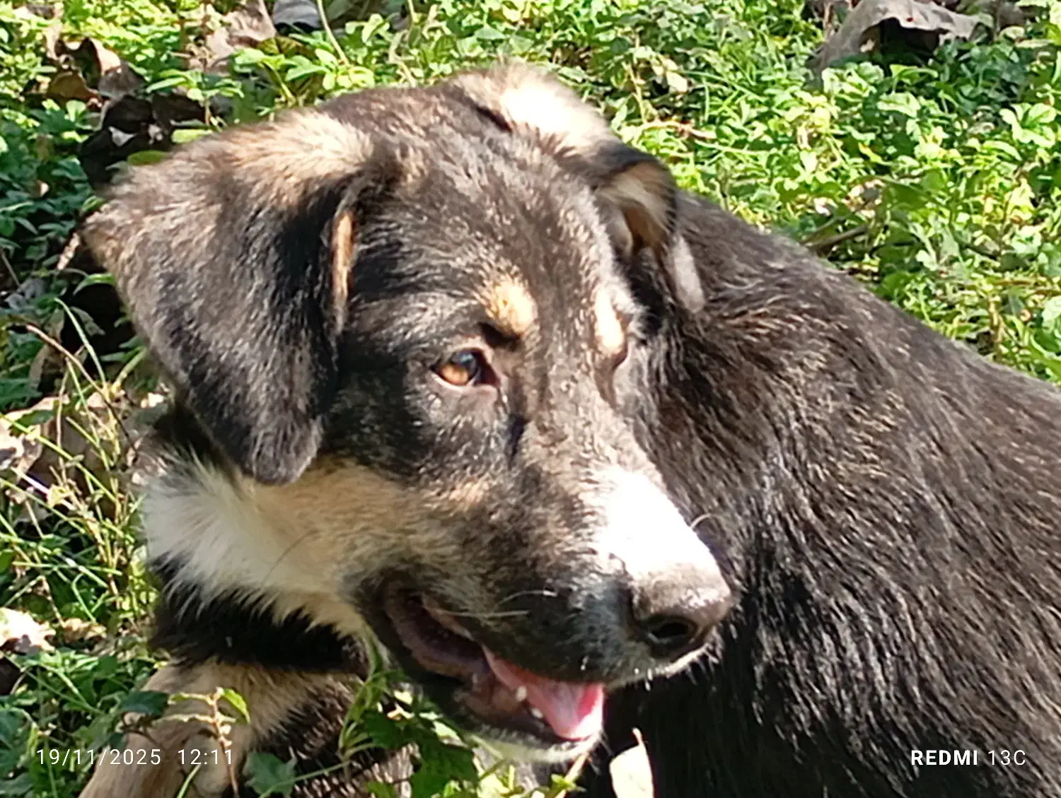 واگذاری سگ|سگ|کوچصفهان, |دیوار