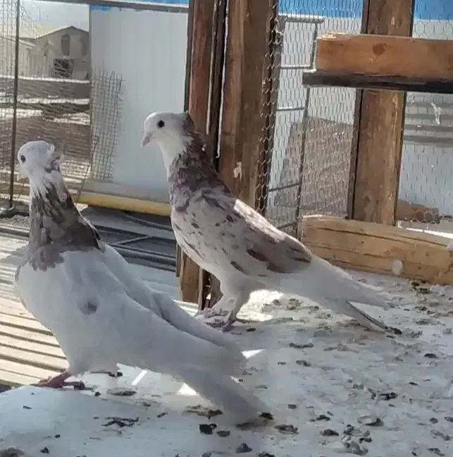 کفتر شازده هما سرور|پرنده|تهران, مشیریه|دیوار