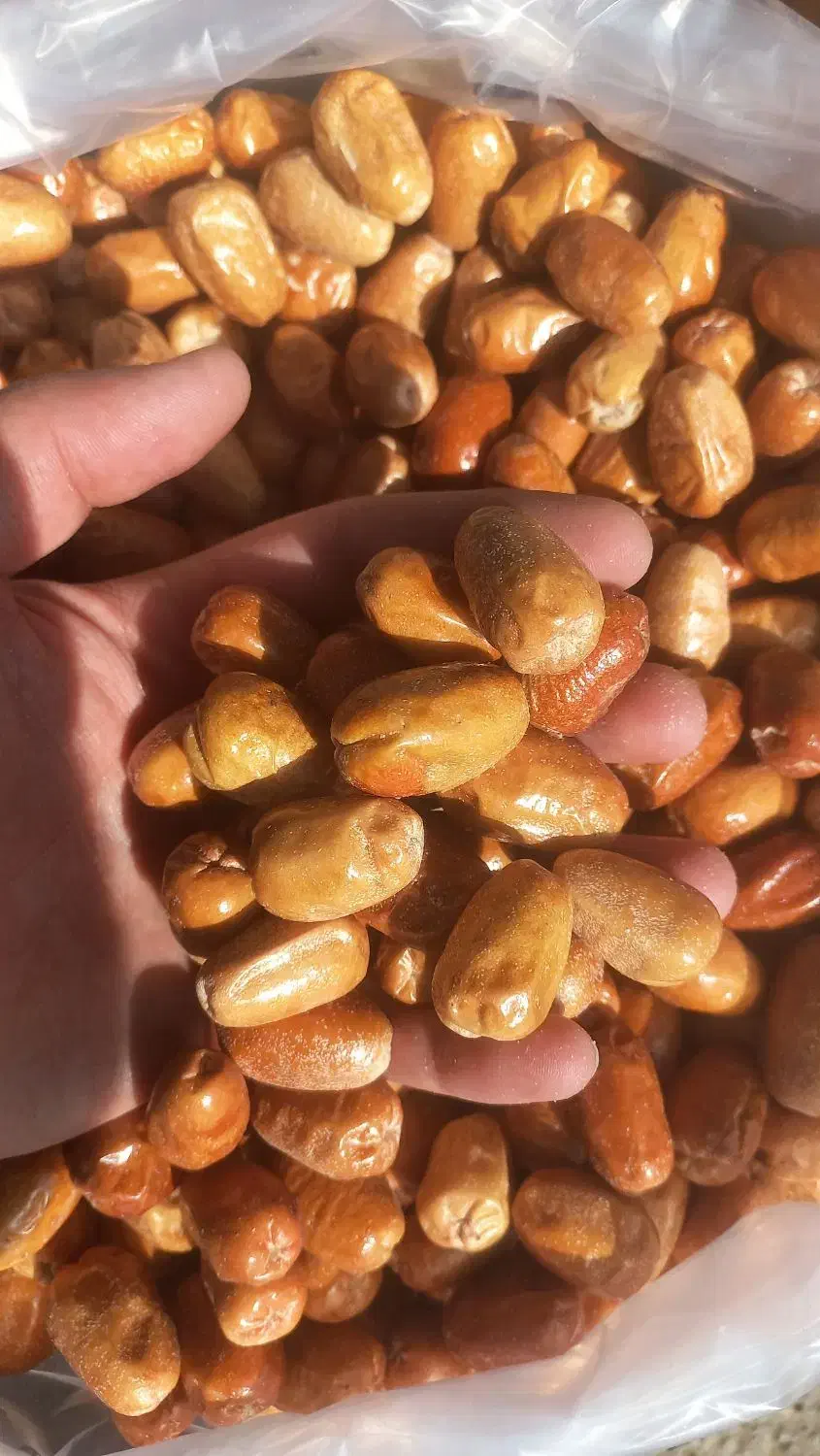 سنجد درجه ۱ درشت|خوردنی و آشامیدنی|شاهرود, |دیوار