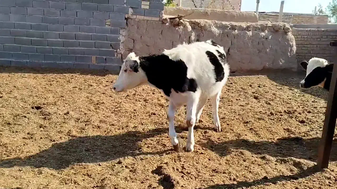 گوساله ماده|حیوانات مزرعه|قزوین, |دیوار