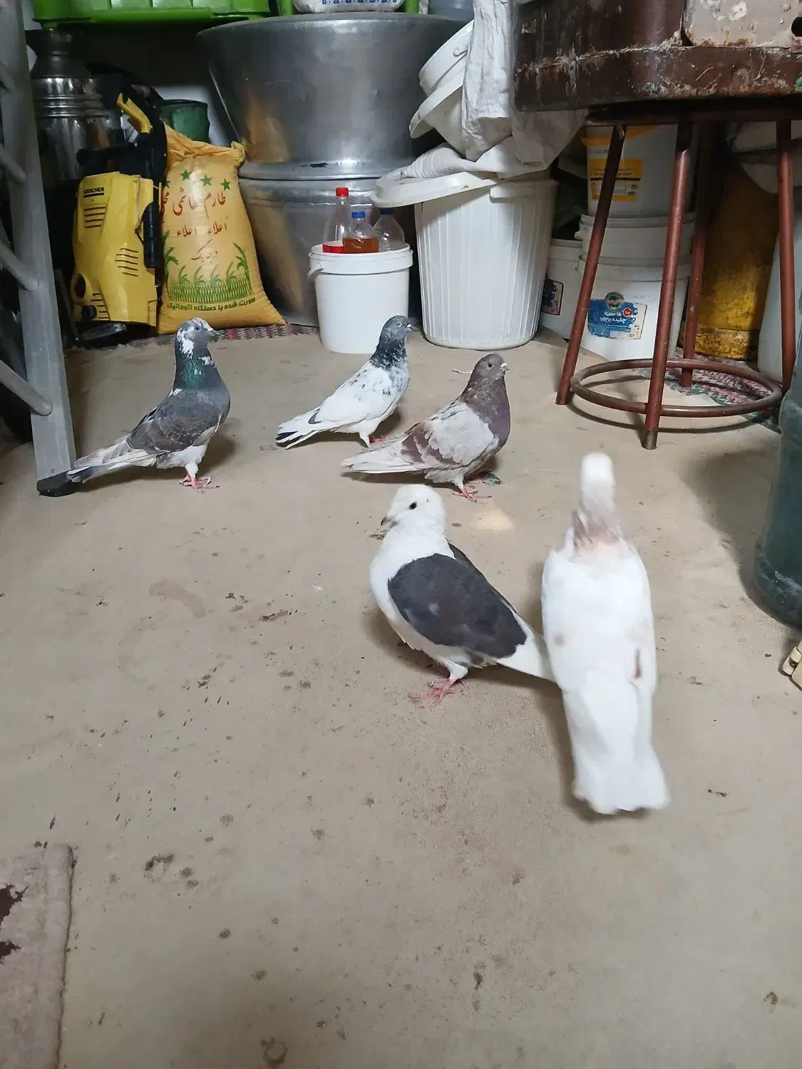 کبوتر|پرنده|پاکدشت, شهرک انقلاب|دیوار