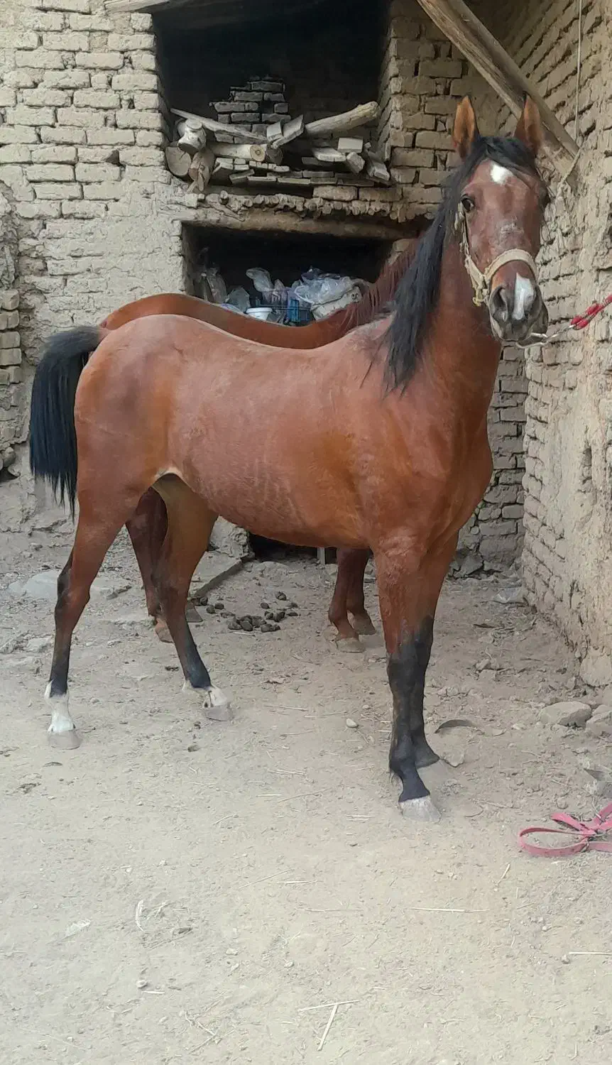 کره مادیان کرد|اسب و تجهیزات اسبسواری|فولادشهر, زاینده رود|دیوار