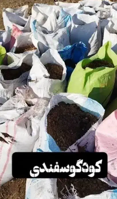 کود گوسفندی|لوازم جانبی حیوانات|طبس, |دیوار