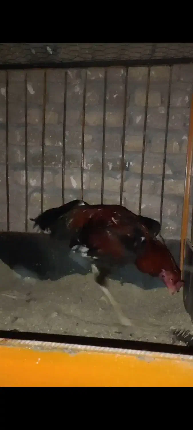 جوجه خروس لاری|حیوانات مزرعه|خوی, |دیوار