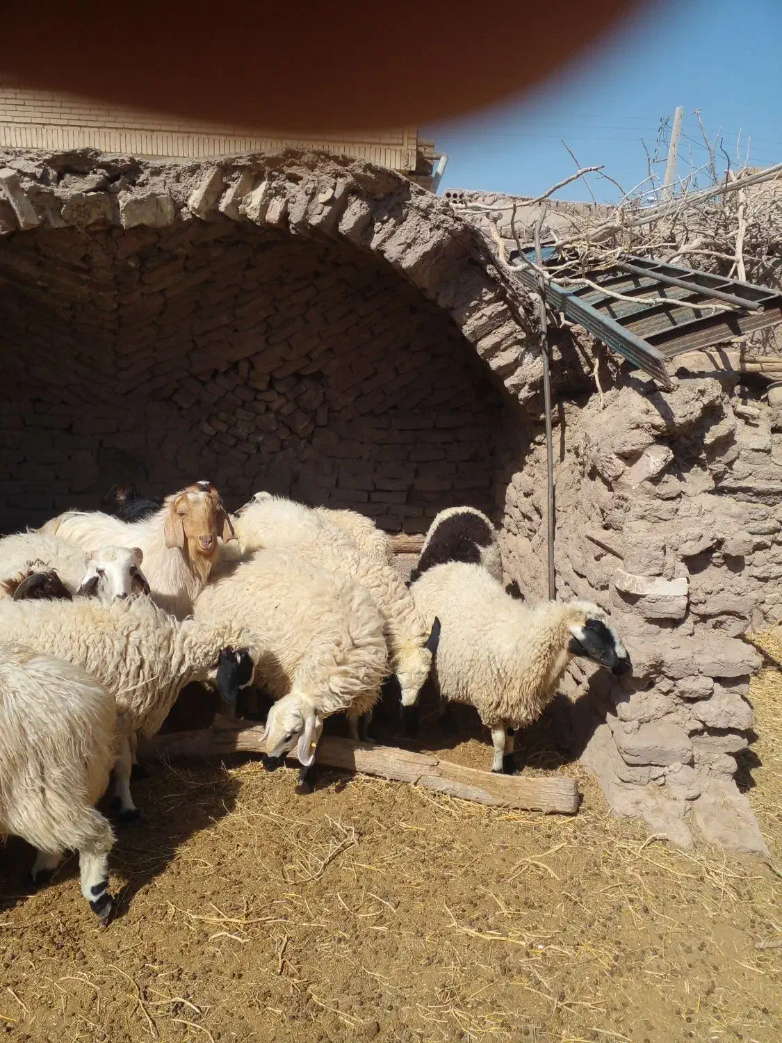 میش. بره. بز|حیوانات مزرعه|کشکوئیه, |دیوار