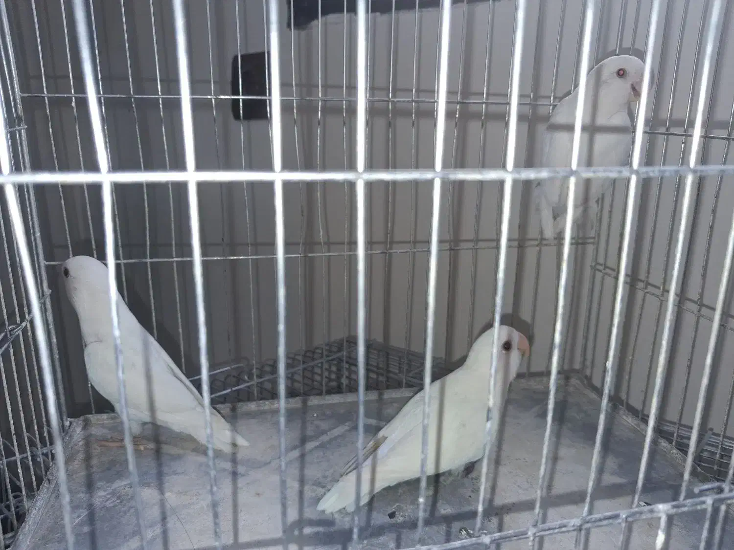 طوطی کوتوله برزیلی.نژاد آلبینو|پرنده|اصفهان, آبشار|دیوار