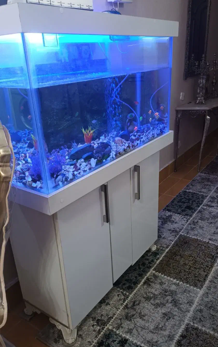 آکواریوم بزرگ|ماهی|اردبیل, |دیوار