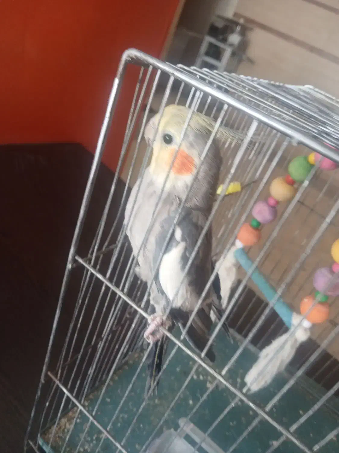 عروس هلندی نر دستی|پرنده|سرپل ذهاب, |دیوار