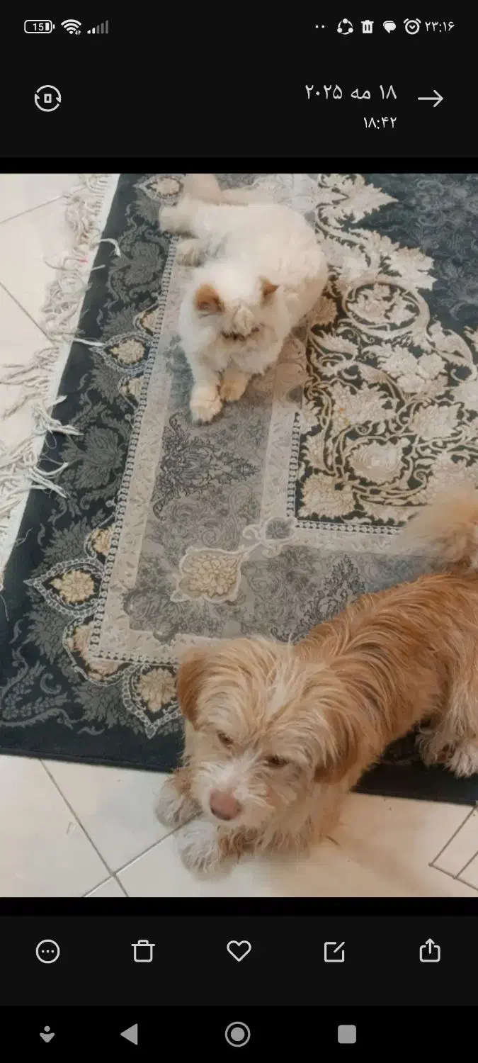 سگ نر تریر|سگ|تهران, مهرآباد|دیوار