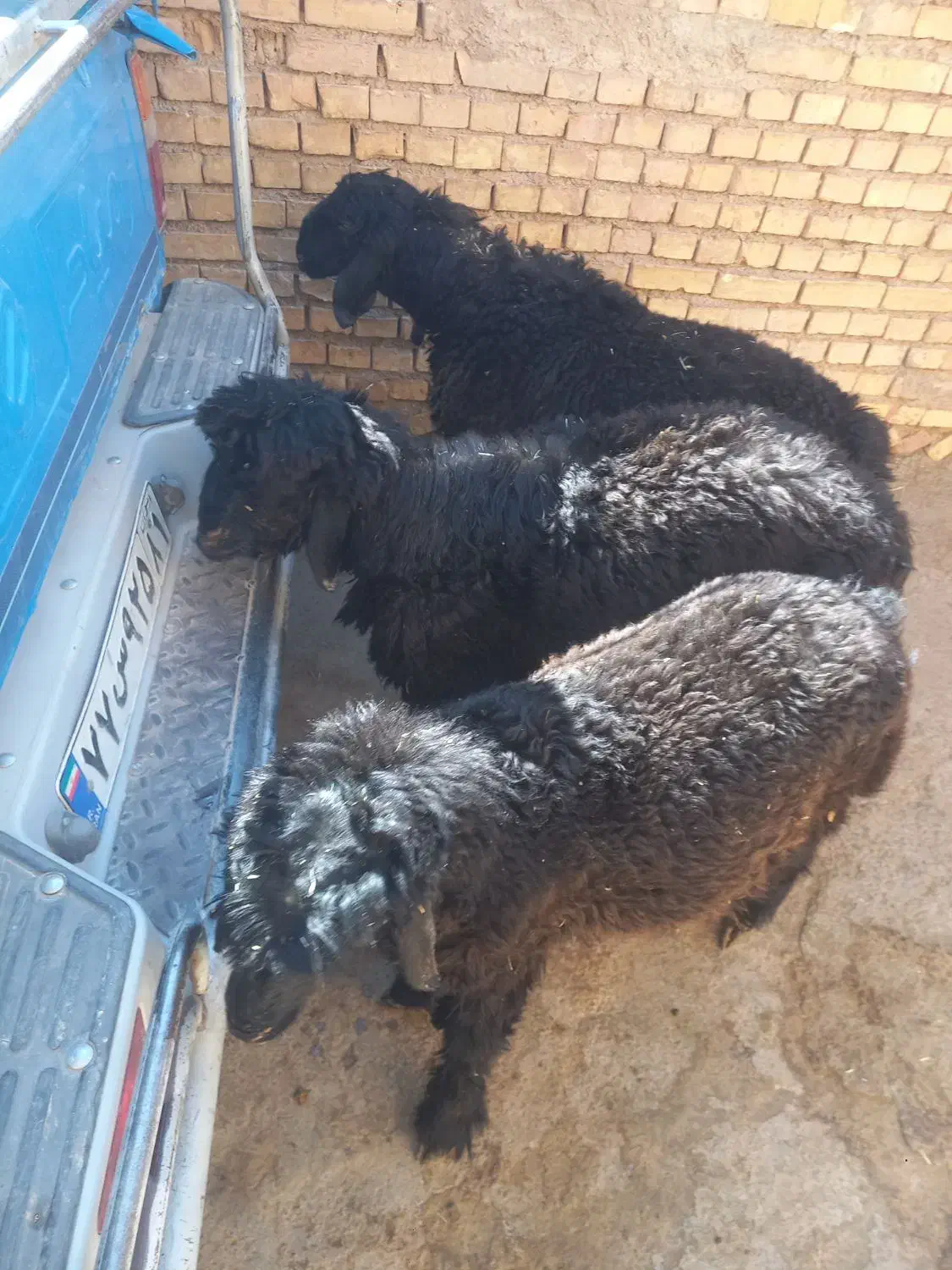 فروش سه عدد بره ته کم سن و سال تخمی|حیوانات مزرعه|خانمیرزا, |دیوار