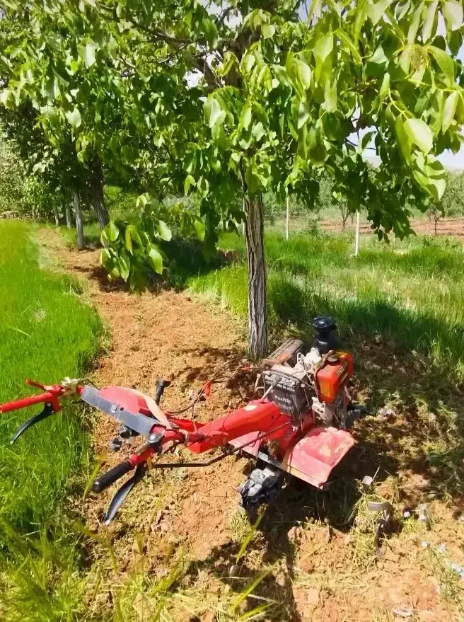 خدمات باغبانی درختکاری وتیلر...|خدمات باغبانی و درختکاری|شیراز, قصرالدشت|دیوار